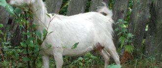 русская белая коза