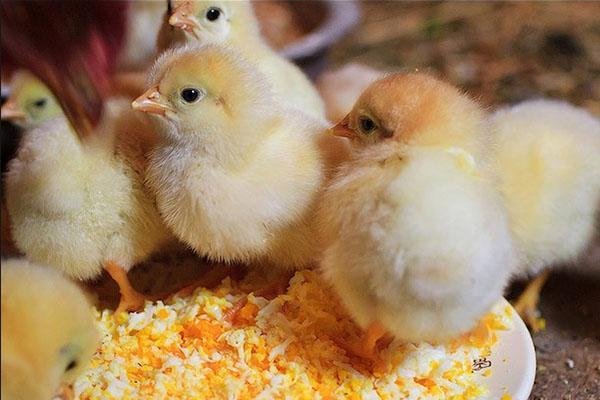 С первого дня цыплятам дают пробиотики и витамины