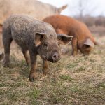 Сальные породы свиней и особенности разведения на приусадебном участке