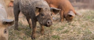 Сальные породы свиней и особенности разведения на приусадебном участке