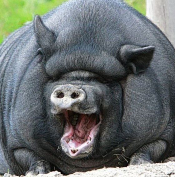 Самая большая домашняя свинья весит 600 кг