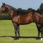 Самая быстрая порода лошадей в мире, разновидности скакунов, их параметры и характеристики