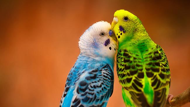Самец и самка волнистого попугая