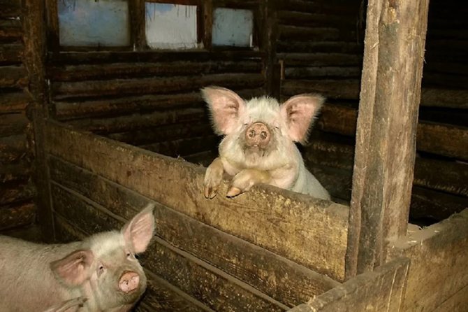 Сарай для свиней
