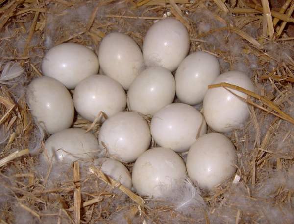 Сбор утиных яиц для разведения