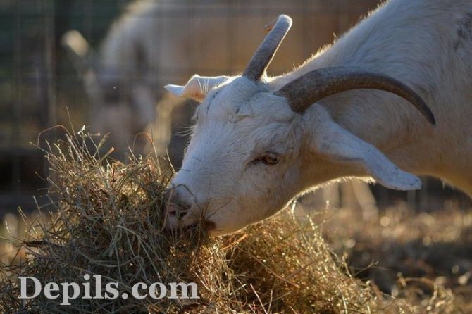Сено — самый здоровый корм для козы