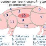 Схема расположения основных частей туши свиньи
