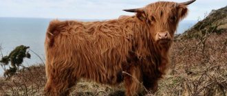 Шотландская корова хайленд