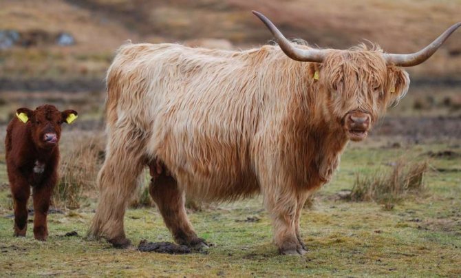 Шотландская корова и теленок