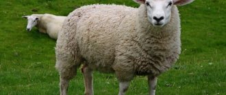 Симптомы болезней овец