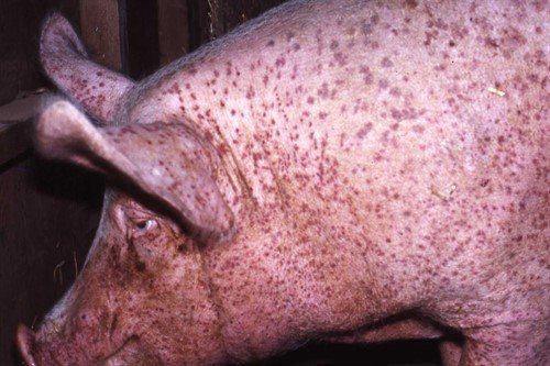 Симптомы чесотки у свиней