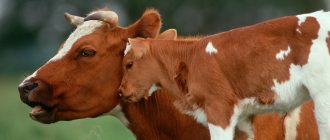 сколько длится беременность у коровы