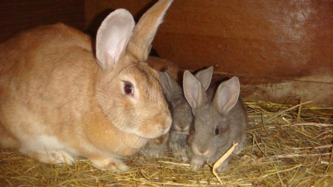 сколько длится беременность у кроликов