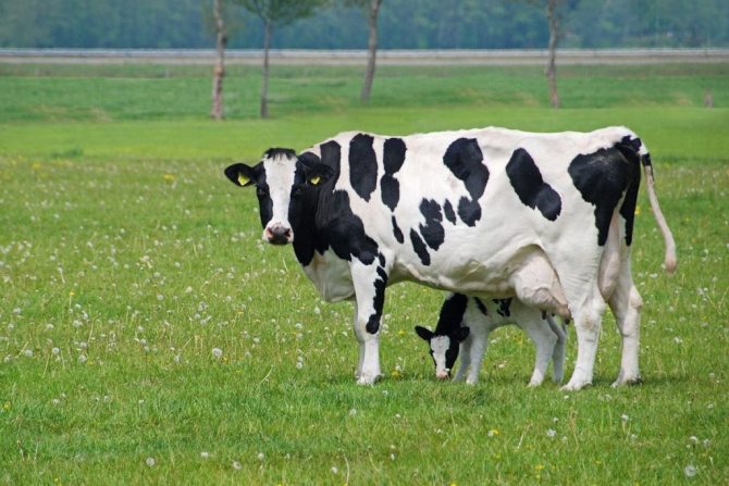 сколько корова дает молока в сутки