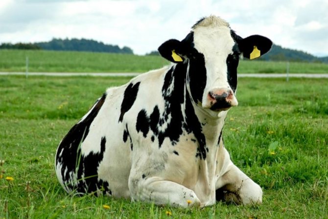сколько литров молока дает корова в сутки