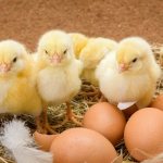 Сколько нужно времени что бы курица высидела яйца