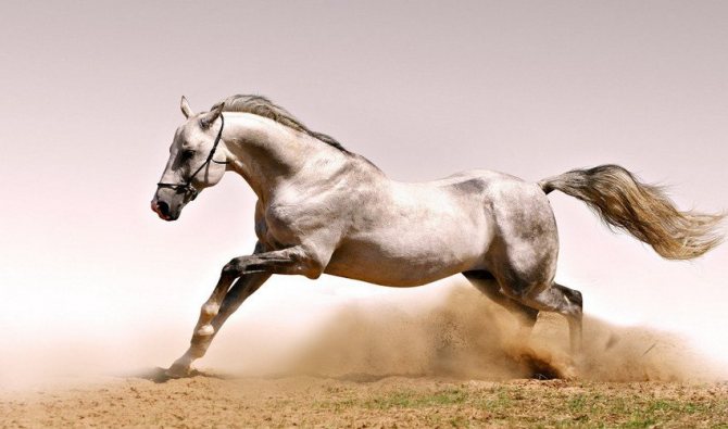 Скорость бега лошади