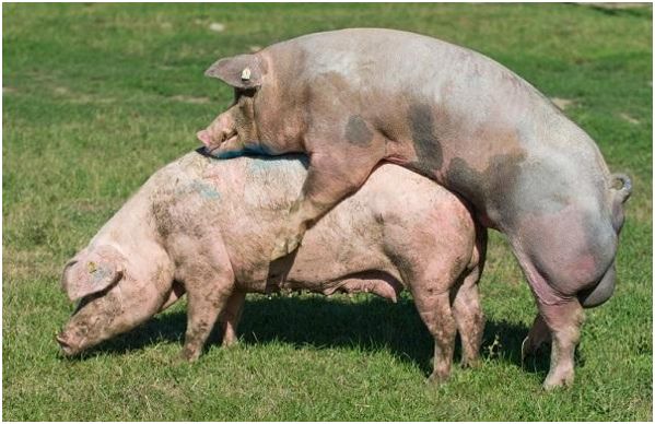 скрещивание свиней