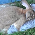 случка крола и крольчихи
