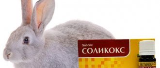 соликокс кролику