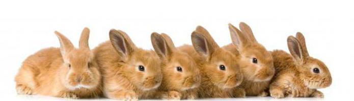 состав полнорационного комбикорма для кроликов