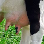 Средний надой от коровы