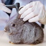 Средства от ушной чесотки для кроликов