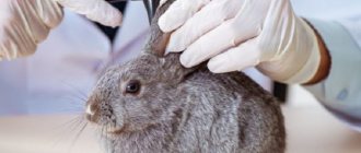 Средства от ушной чесотки для кроликов