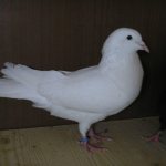 Супер летный иранский бойный голубь