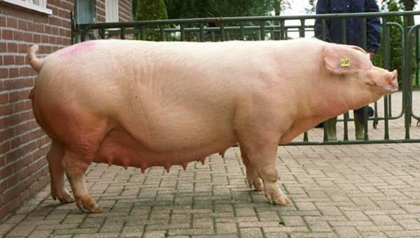-свиней-Ландрас.jpg