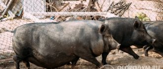 Свиньи вьетнамской породы (на фото) неприхотливы в уходе и нетребовательны к кормам
