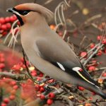 Свиристель (60 фото): описание птицы, где обитает и чем питается