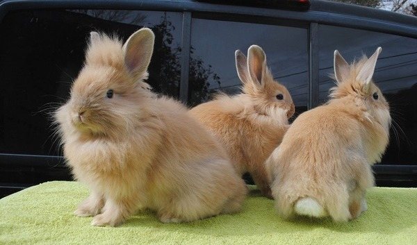 Три декоративные кролики