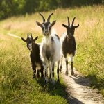 три козы по дороге идут