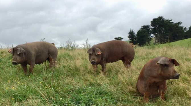 три свиньи на траве