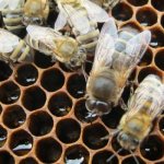 Трутень в пчелиной семье