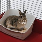 Туалет для кролика