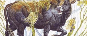 Тур-бык-животное-Описание-особенности-и-причины-вымирания-тура-6