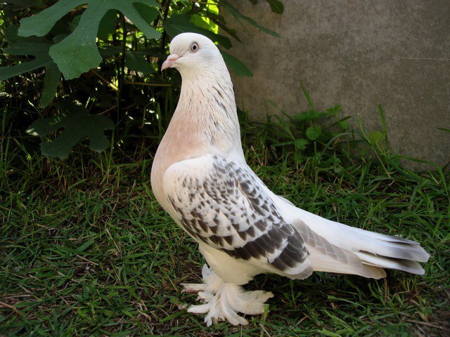 Турецкие голуби - отличные летуны