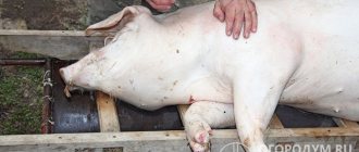Убой свиньи – ответственный момент для любого хозяина, занимающегося откормом