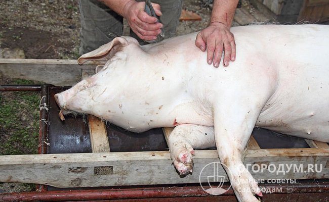Убой свиньи – ответственный момент для любого хозяина, занимающегося откормом