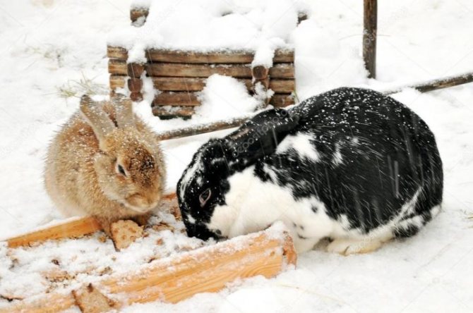 Ушастые едят снег