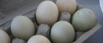 Утиные яйца современных пород уток.