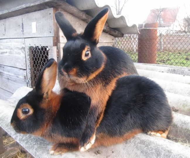 В каком возрасте можно случать кроликов в первый раз, во сколько месяцев, спаривание зимой