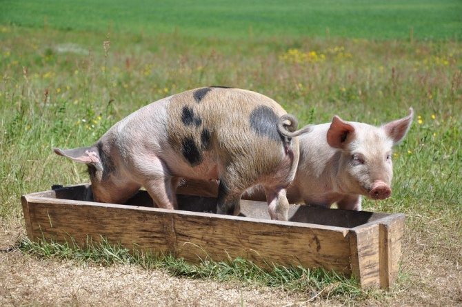 В первые месяцы откорма в рацион свиней включают такие компоненты, как силос, трава, картофель, корнеплоды