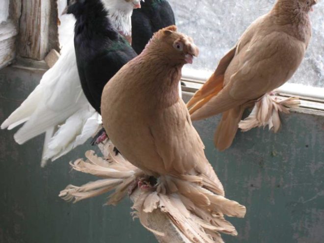 В Средней Азии известны короткоклювые ташкентские голуби