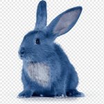 Венский голубой кролик