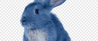 Венский голубой кролик