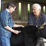 ветеринария и корова