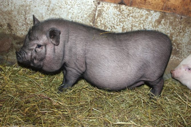 вьетнамские свиньи вес в 6 месяцев